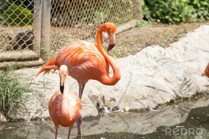 Fototapete Flamingos auf dem auslauf im zoo