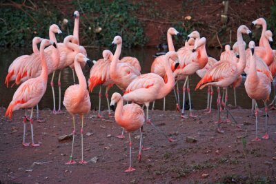 Fototapete Flamingos auf dunklem hintergrund