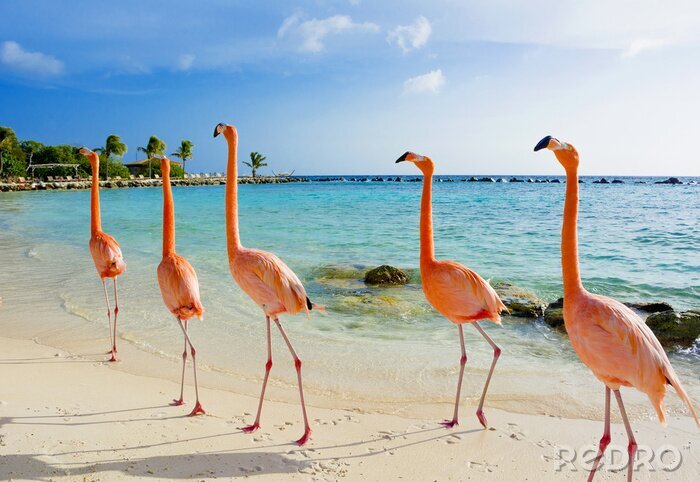 Fototapete Flamingos beim spaziergang am strand