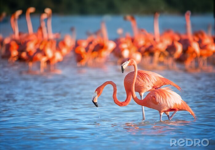 Fototapete Flamingos im blauen wasser
