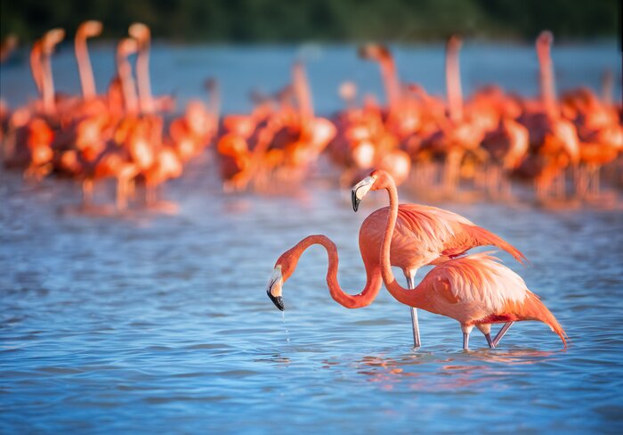 Fototapete Flamingos im blauen wasser