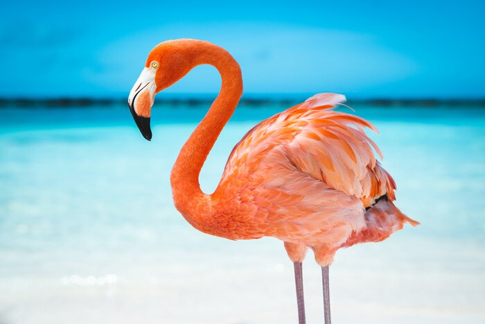 Fototapete Flamingos im blauen wasser