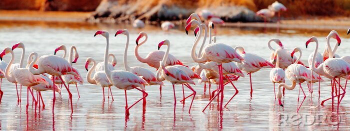 Fototapete Flamingos im bogoria-see