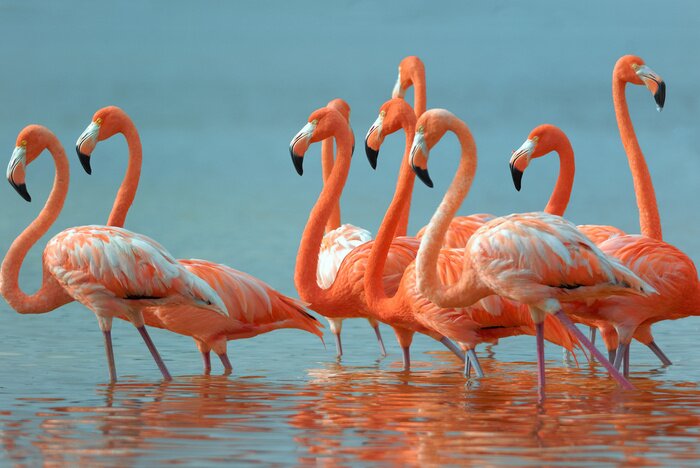 Fototapete Flamingos im fluss