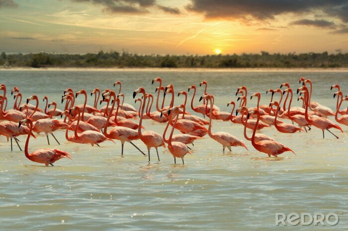 Fototapete Flamingos im golf