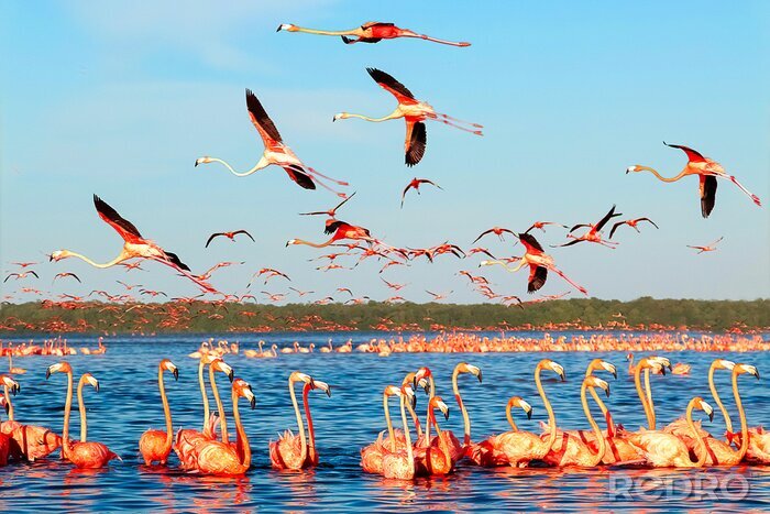 Fototapete Flamingos im golf von mexiko