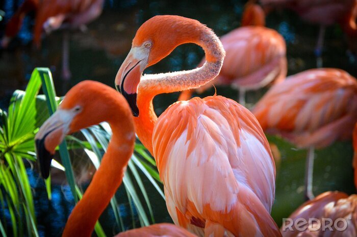 Fototapete Flamingos im grünen