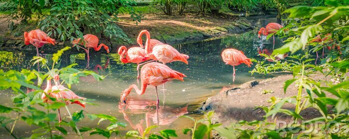 Fototapete Flamingos im grünen garten
