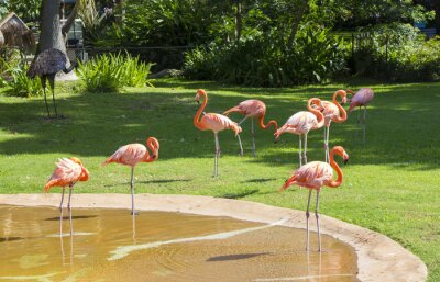 Fototapete Flamingos im hawaiianischen zoo