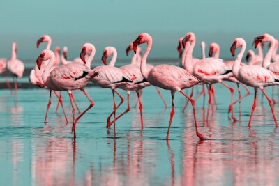 Fototapete Flamingos in der Blauen Lagune