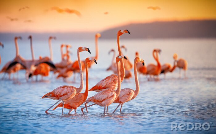 Fototapete Flamingos in der untergehenden sonne