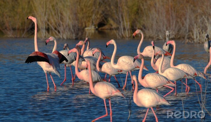 Fototapete Flamingos in marineblauem wasser