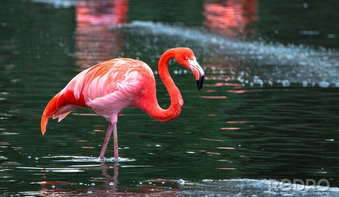 Fototapete Flamingos mit grünem wasser im hintergrund