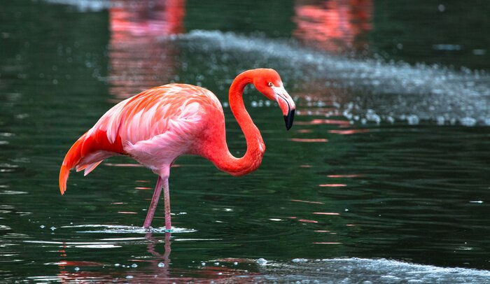 Fototapete Flamingos mit grünem wasser im hintergrund