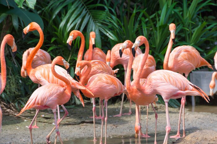 Fototapete Flamingos mit pflanzen im hintergrund