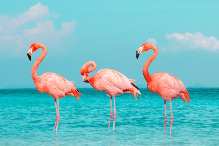 Fototapete Flamingos mit türkisfarbenem wasser im hintergrund