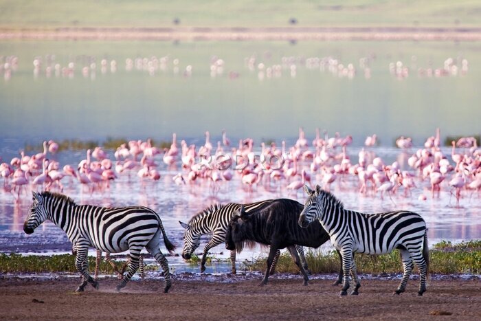Fototapete Flamingos und Zebras an einem See