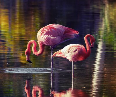 Flamingos waten durch Wasser