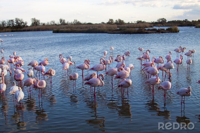 Fototapete Flamingos waten in der Bucht
