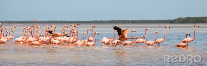 Fototapete Flamingoschwarm in mexiko
