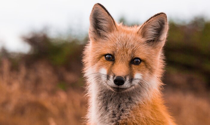 Fototapete Flaumiger Fuchs auf verschwommenem Hintergrund