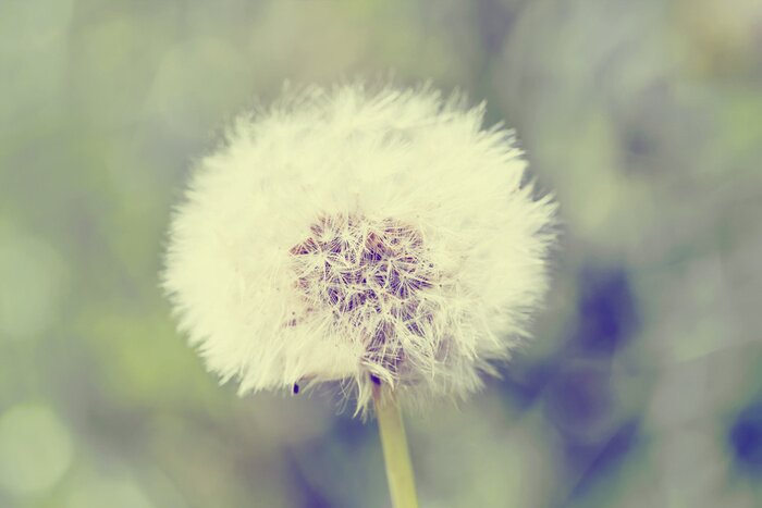 Fototapete Flauschige Pusteblume auf buntem Hintergrund