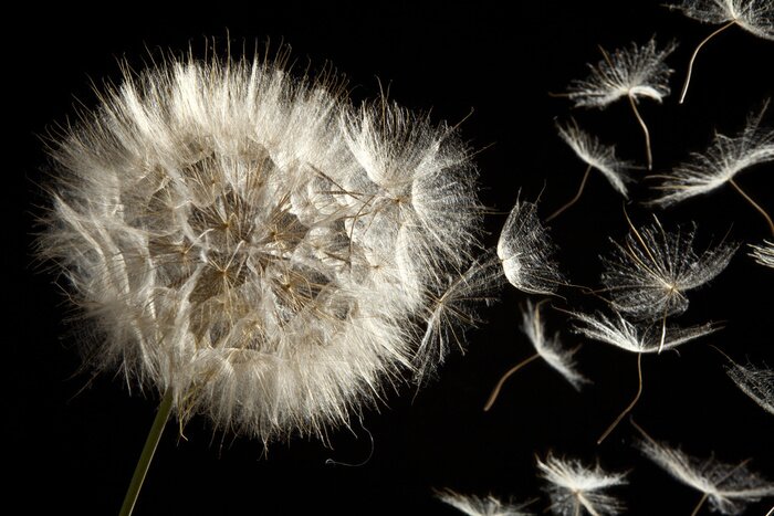 Fototapete Flauschige Pusteblume auf schwarzem Hintergrund