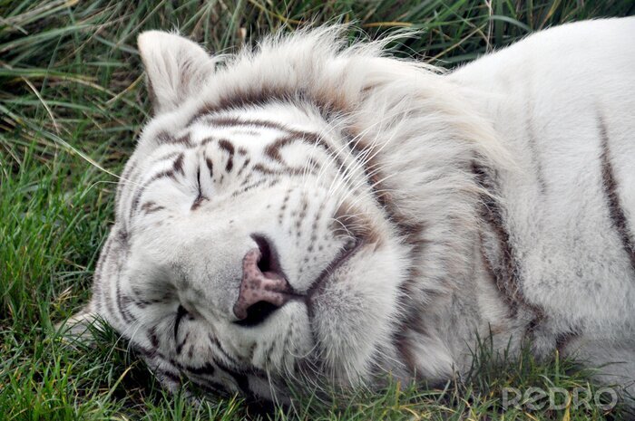 Fototapete Flauschiger tiger auf dem gras