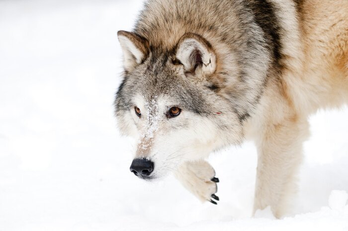 Fototapete Flauschiger Wolf im Winter
