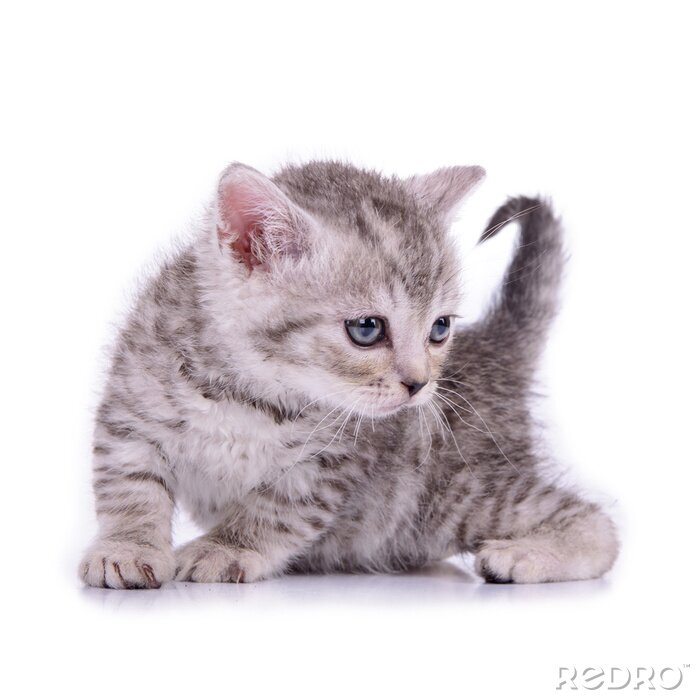 Fototapete Flauschiges Kätzchen auf hellem Hintergrund