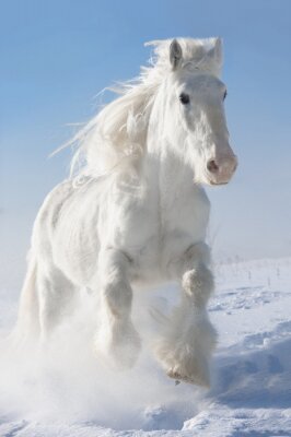 Flauschiges pferd im schnee