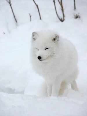 Fototapete Flauschiges Tier im Schnee