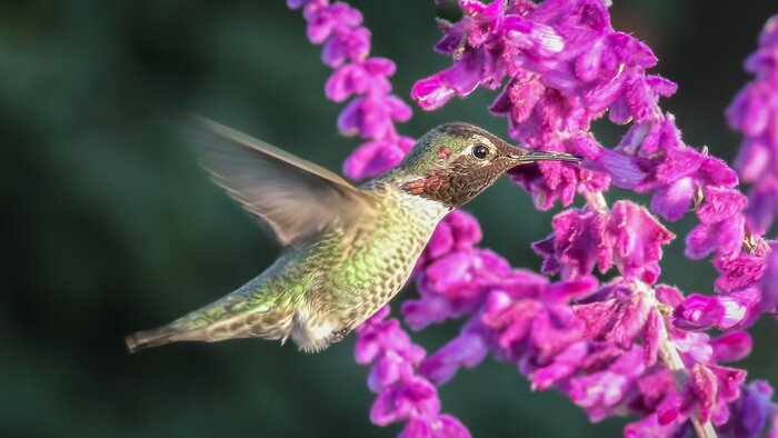 Fototapete fleißiger Vogel in Blumen