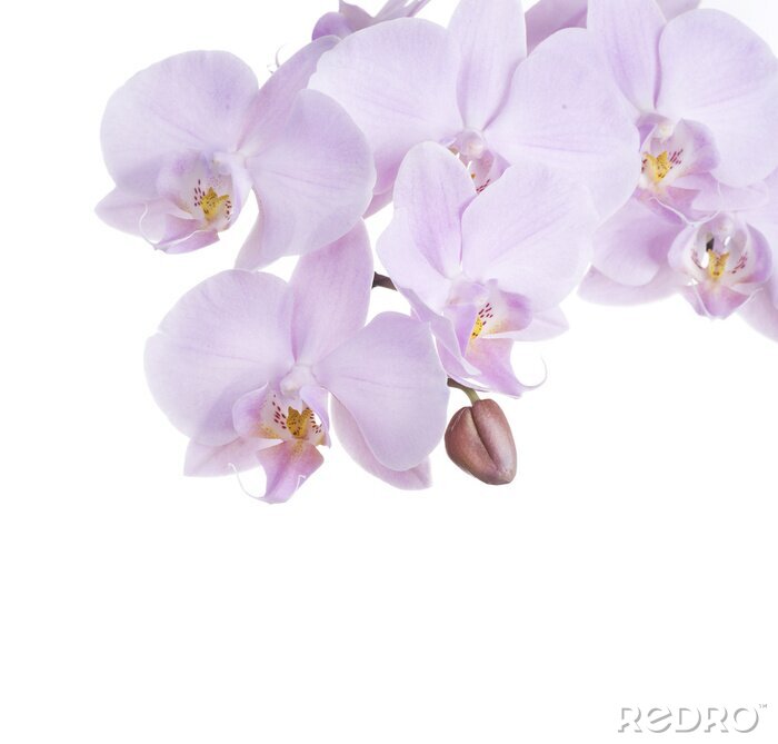 Fototapete Fliederblüten mit einer Knospe