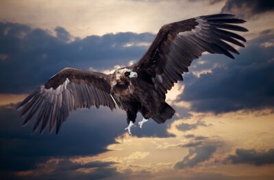 Fototapete Fliegender Adler vor dem Hintergrund der Wolken