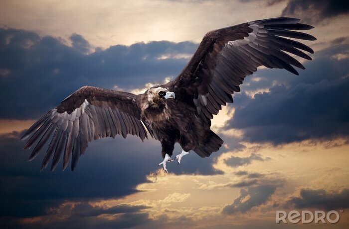 Fototapete Fliegender Adler vor dem Hintergrund der Wolken