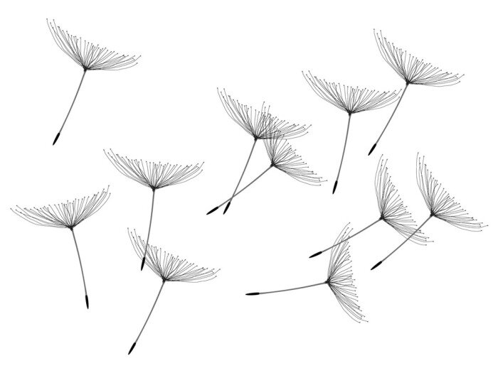 Fototapete Fliegender Löwenzahn