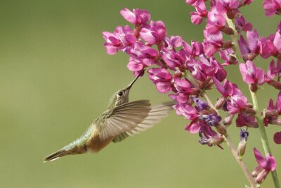 Fliegender Vogel in Bewegung
