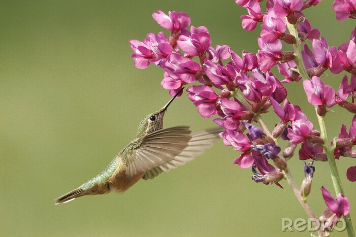 Fototapete Fliegender Vogel in Bewegung