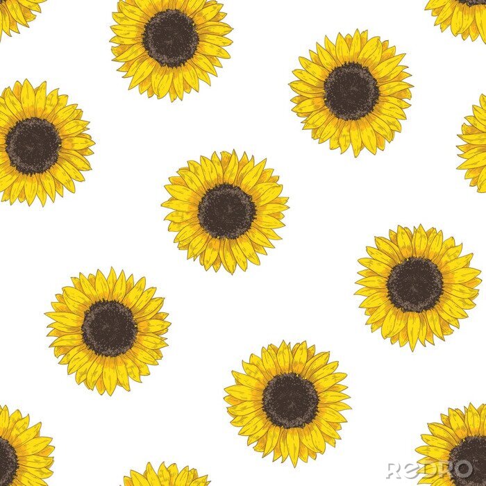 Fototapete Floral seamless pattern with sunflower heads. Botanical backdrop with blooming flower or cultivated crop hand drawn on white background. Natural vector illustration in vintage style for fabric print.