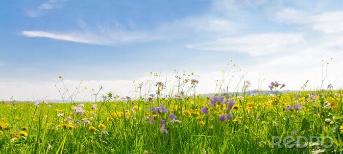 Fototapete Flower field in springtime