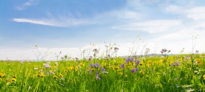 Fototapete Flower field in springtime