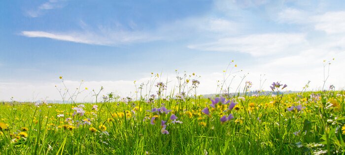 Fototapete Flower field in springtime