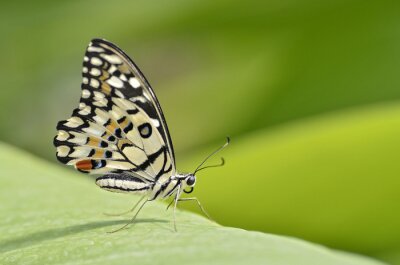 Flügel eines Schmetterlings