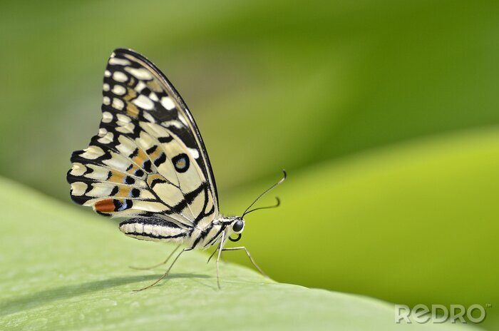 Fototapete Flügel eines Schmetterlings