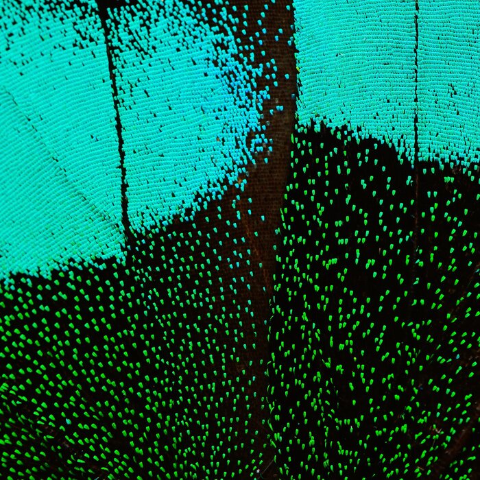 Fototapete Flügelstruktur eines Schmetterlings