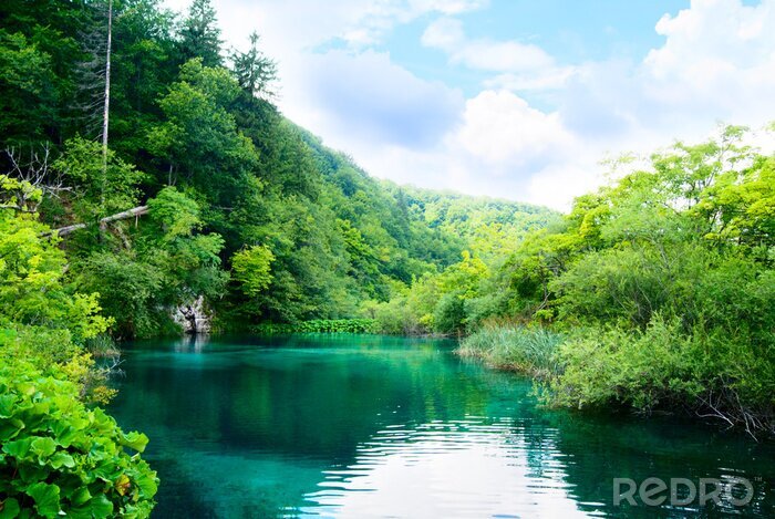 Fototapete Fluss im grünen Wald