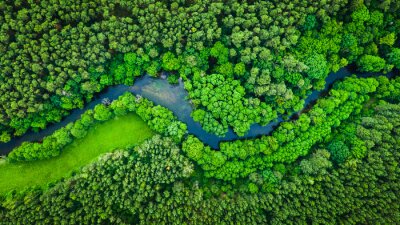 Fototapete Fluss und grüner Wald im Landschaftspark Tuchola