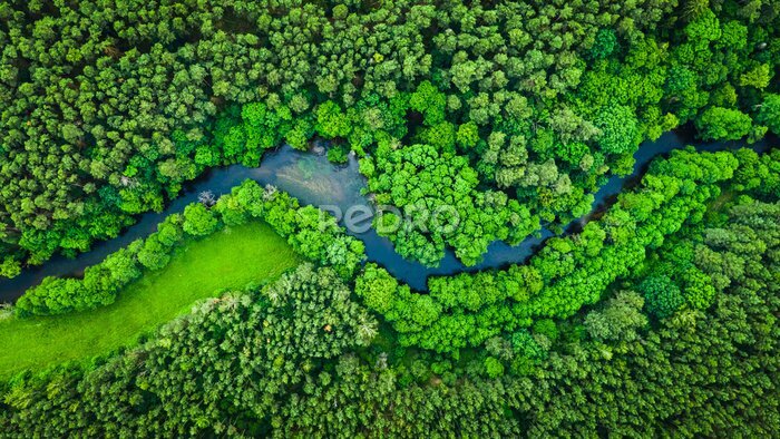 Fototapete Fluss und grüner Wald im Landschaftspark Tuchola