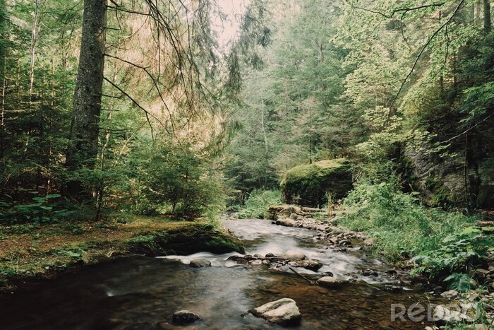 Fototapete Fluss Wald